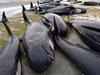 Стотици китове заседнаха на плаж в Нова Зеландия (Снимки)
