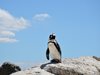 Самотен пингвин търси любов 
в сайт за запознанства "Много риба" (Видео)