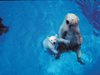 В зоопарка в Сингапур бе приспана първата родена в тропиците бяла мечка (Снимки)