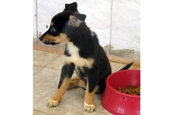 Едно от 4-те бебета на куче без един крак. Намерили ги в складова база край София.
