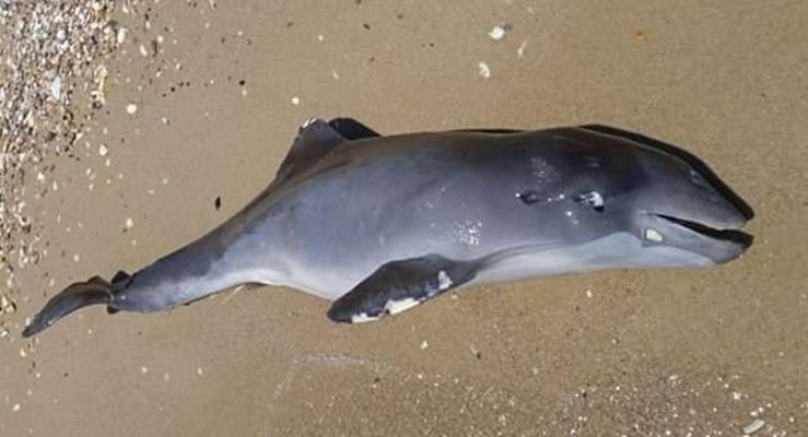 Делфин на брега на Черно море. СНИМКА: Фейсбук Иван Русев