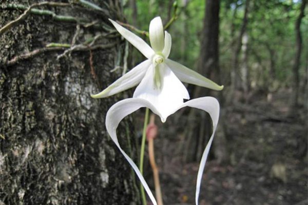 Призначнва орхидея
Снимка: Архив