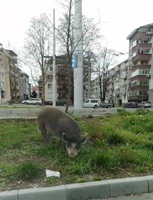 Видео и снимка: Виолета Пенова