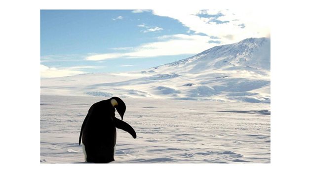 Затоплянето лишава императорските пингвини от основната им храна.
