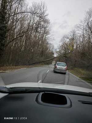 По пътя между Кранево и курорта „Албена" паднало дърво затрудни движението