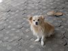 От приюта за кучета в Шумен молят за дарения от гранулирана храна, четириногите гладуват