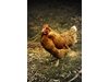 30-годишен открадна 8 кокошки от съседка