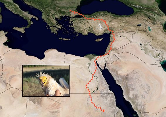 Лешоядът Зара изминава над 3500 км за 3 седмици, за да се прибере от Судан в България СНИМКА Българско дружество за защита на птиците