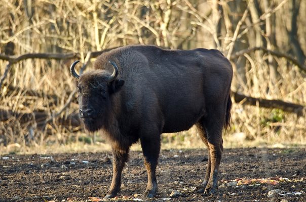 Зубърът е най-едрият сухоземен бозайник в Европа