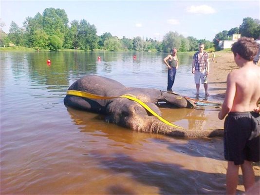 Животното получи удар, докато се къпе в езеро