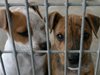 В Търново стартира акция за кастриране и 
обезпаразитяване на бездомни кучета и котки