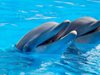 8 делфина загинаха, заседнали на плаж в Ню Джърси