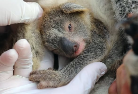 Коала се роди в австралийски зоопарк за пръв път след опустошителните пожари  КАДЪР: Фейсбук/Australian Reptile Park

