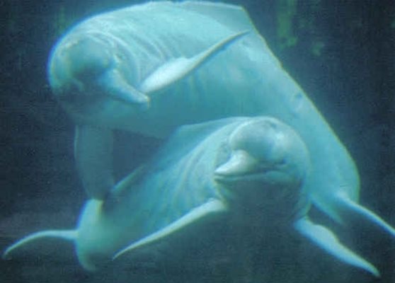 Амазонски речен делфин Снимка: Wikipedia