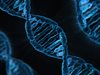Учени идентифицираха гени, свързани
с опитомяването