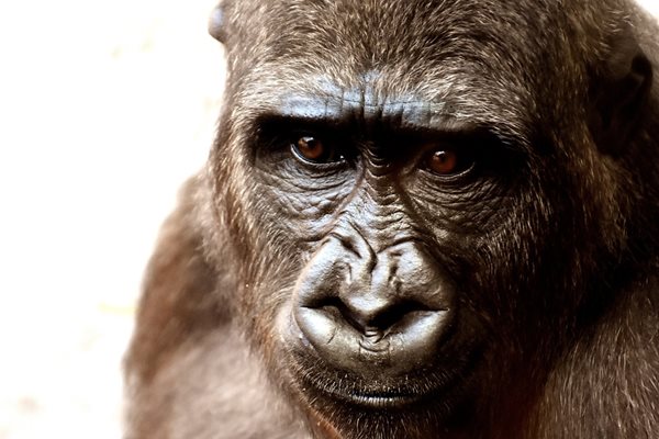 Съдбата на последната горила в плен в Тайланд предизвиква спорове
Снимка: Пиксбей
