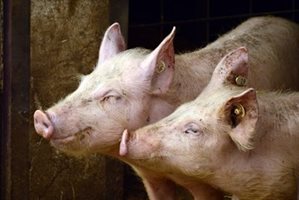 ЕК одобри облекчения при търговията с живи свине от България