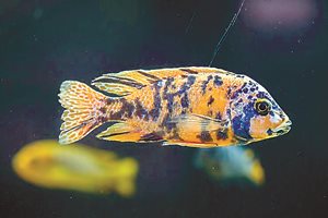 6 пъстри сладководни рибки за аквариума