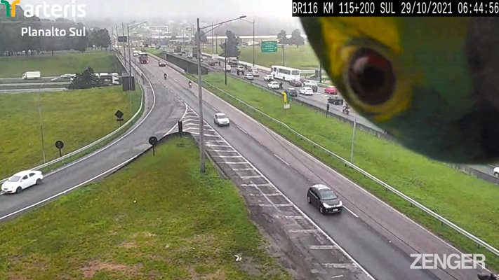 Папагалче поигра на криеница с пътна камера в Бразилия