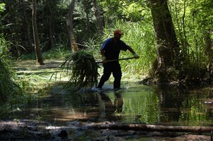 Рядко растение се появи в парк “Златни пясъци”