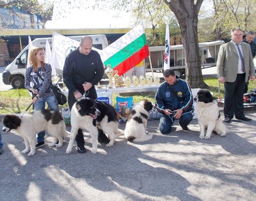 Кучетата от породата българско овчарско куче все още не са в международно признатата категория за киноложки изложби.