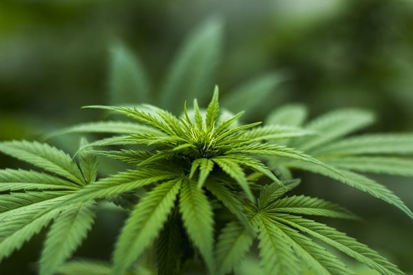 Американският щат Илинойс разреши употребата на марихуана