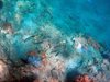 Дълбоководните рифове в "зоната на здрача" не могат да са убежище за морските видове 
