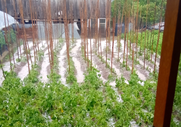 Градушка като орех унищожи посевите в родопското село Давидково (Видео, снимки)