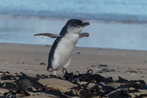 Почина най-старият Магеланов пингвин в зоологическата градина на Сан Франциско
