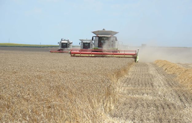 Жътвата на пшеницата в Добричка област е приключила на около 89% - пожънати са 1 080 547 дка при среден добив от около 167 кг/дка.