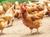 Съвет за особено опасни болести заседава заради зачестилите случаи на птичи грип