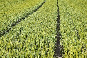 Пшеницата в Добричко в стрес заради липса на дъжд