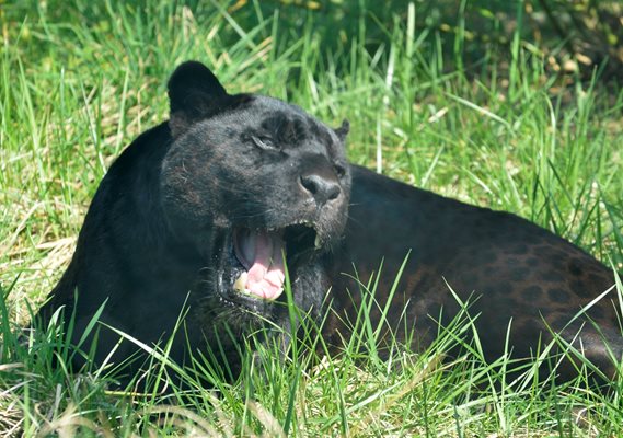 Черните ягуари са меланистична форма на вида. Те притежават и характерната окраска за представителите на тези котки, представляваща черни петна (розетки), но тя е по-слабо забележима, тъй като се слива с тъмния цвят на козината.
