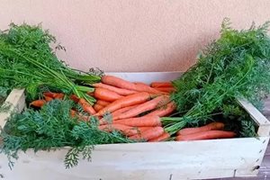Как оборотът на сицилианските биологични моркови се е увеличил с 25%