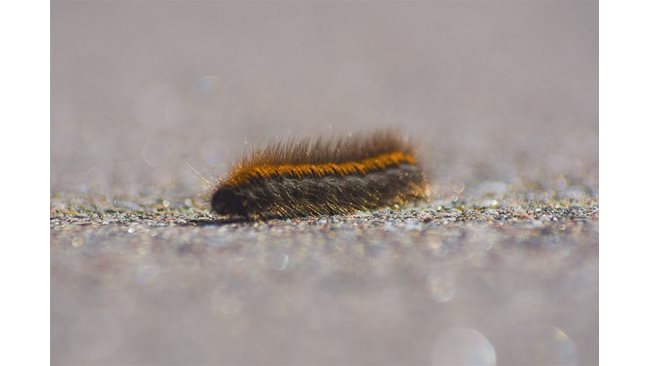 A “millipede” with more than 1,300 legs has been found in Australia