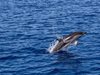 Щам на птичия грип в Южна Америка убива делфини, тюлени и морски лъвове