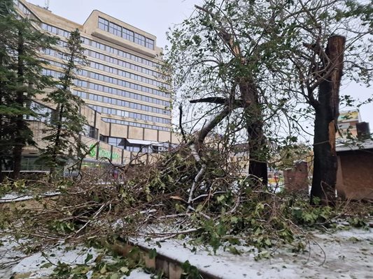 Сигнали за паднали дървета имаше на много места в Добрич.