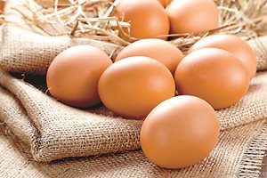 Технологии определят пола на пилетата още в яйцето