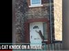 Котка почуква на входната врата, за да й отворят (Видео)