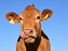 Индия оттегли призива си за прегръщане на крави на Деня на влюбените