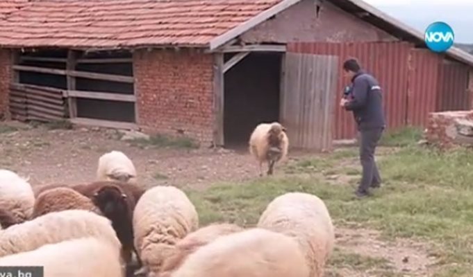 Виж как хитро агне се спаси от вълк (видео)