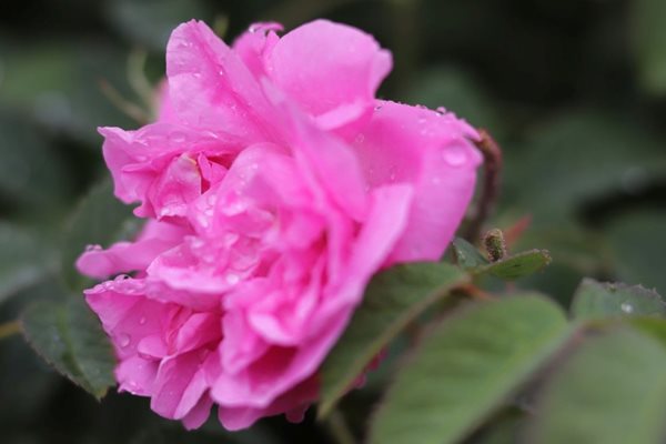 Маслодайна българска роза "Дамасцена"
Снимка: Архив