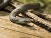 Змия ухапа жена докато бере череши в Шатрово