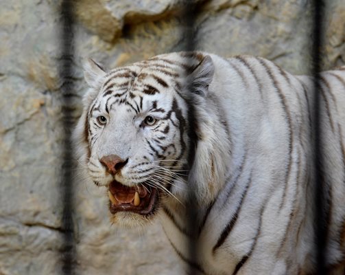 Белият тигър  пристигна от унгарски зоопарк.