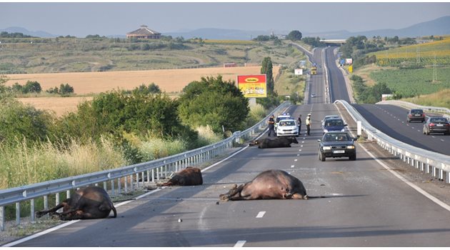 Труповете на биволите лежаха с часове на пътя от Кърджали за Хасково.