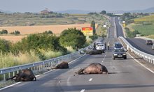 Стадо биволи на пътя прати шофьор в кома