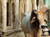 Властите в Индия с национален тест за познанията за кравите