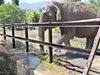 Две слоници от Германия пристигат през лятото