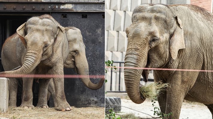 Новите слоници в софийския зоопарк Луиза и Фрося "говорят" 4 езика