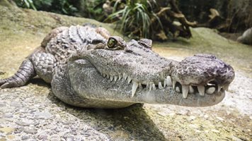 Зоопарк в Небраска извади 70 монети от стомаха на алигатор